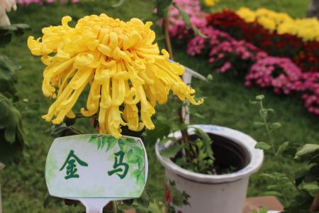 菊花的含义菊花代表什么?