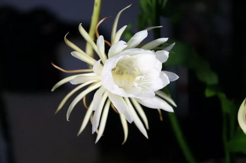 描写昙花的优美句子