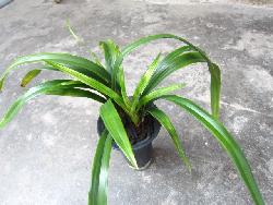 斑兰草的种植技术，斑兰叶的功效与作用及禁忌
