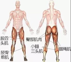 身体的身字出头吗，身体的身组词