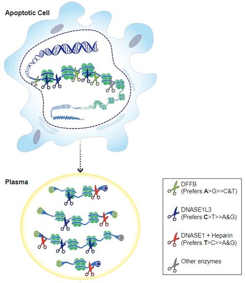 dnase是什么意思，dnase/rnase free是什么意思
