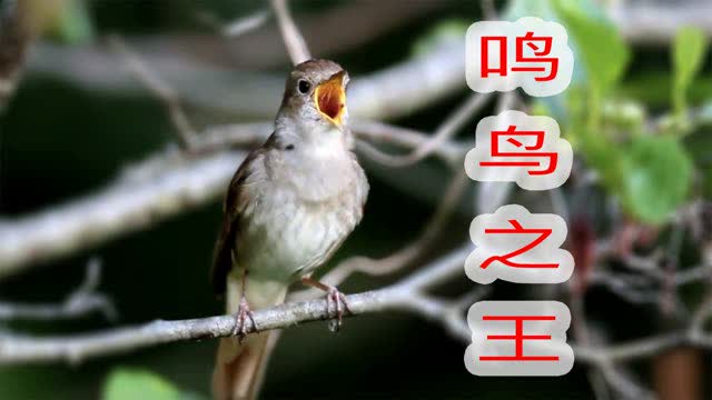 用什么形容词来形容夜莺