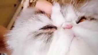 泪痕沟是怎么引起的，泪痕狗狗怎么去除