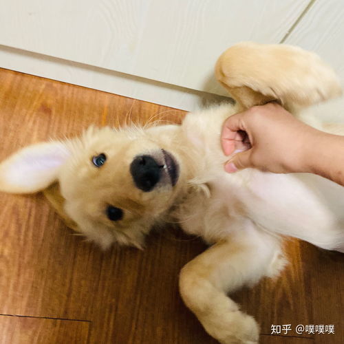 活蹦乱跳的意思比喻什么动物生肖，活蹦乱跳的意思相反