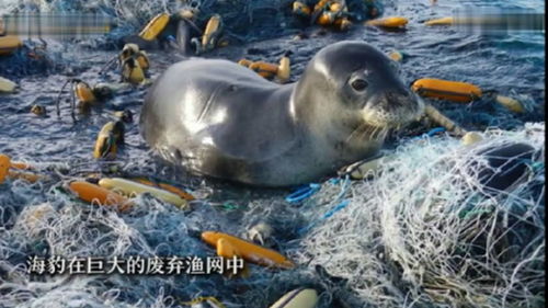 海哭的声音是什么意思，海哭的声音MV