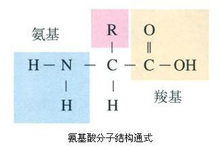 ala氨基酸全称，ala氨基酸密码子