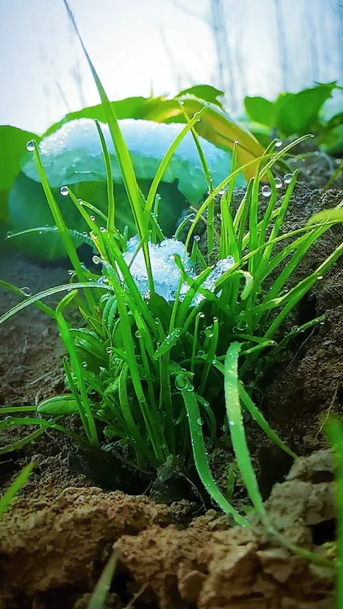 百草的读音百草的读音是什么