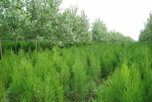 侧柏是什么植物