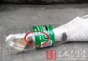 自制捕蟑螂神器，捕蟑螂神器作文