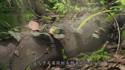 种子的生长过程 种子是如何生长的