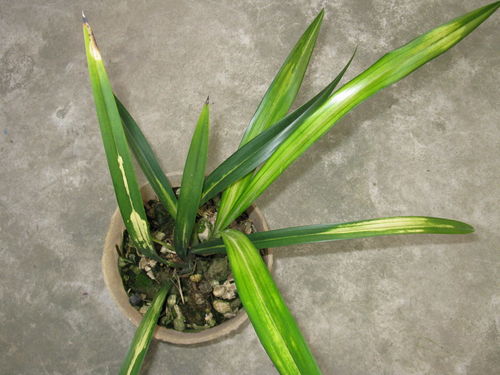 斑兰种植技术是什么?