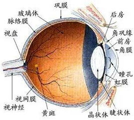 巩膜炎眼睛怎样引起的，巩膜炎眼睛有什么症状