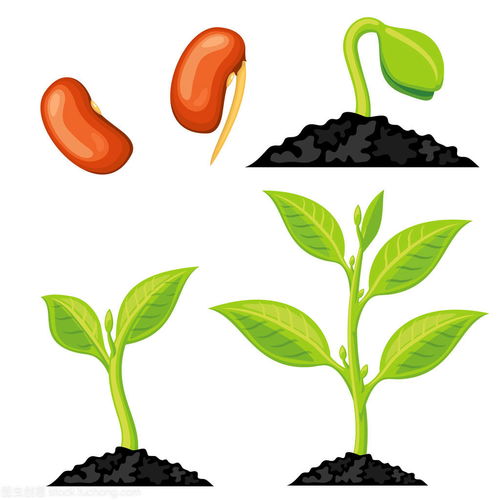 种子的生长过程简笔画，种子的生长过程怎么写