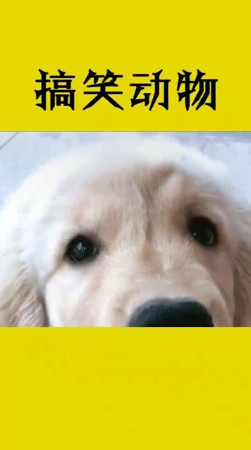 外面冻成狗下一句