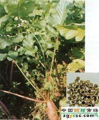 莱菔是什么意思