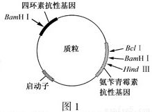 限制酶有哪些作用?