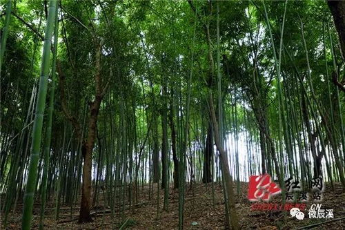 茂林修竹造句子简短，茂林修竹造句二年级