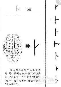 卜可以组什么词