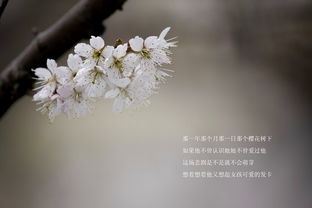 樱花的眼泪那首歌曲的故事背景是什么