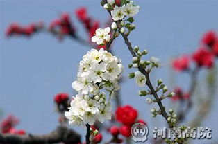 桃什么争妍的四字词语，桃什么争研的成语