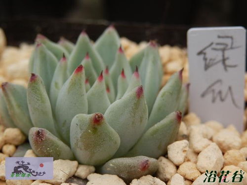 红爪多肉，红爪与绿爪po
