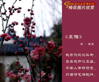 王冕者诸暨人文言文阅读答案，王冕者诸暨人的启示