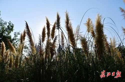 蒲苇韧如丝的韧的意思，蒲苇韧如丝磐石无转移下一句