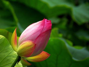 出水芙蓉是什么生肖,打一个正确生肖，出水芙蓉是什么生肖步步连花