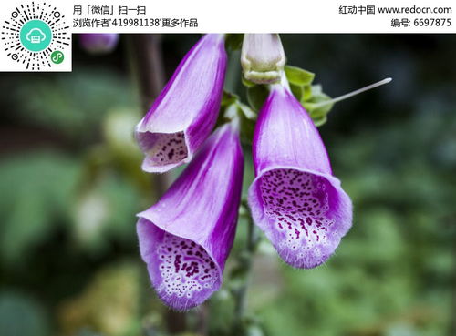 家里的地毛是因定在地板上的.怎么样才杀死藏在地毯里的细菌?