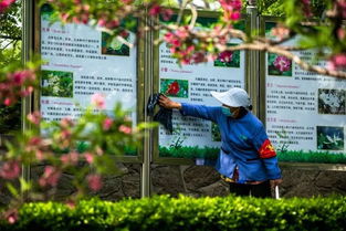 美化环境总结及感悟，美化环境的句子怎么说