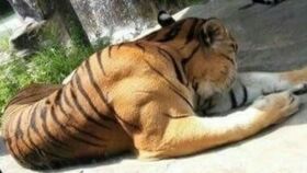 虎背熊腰是什么意思?