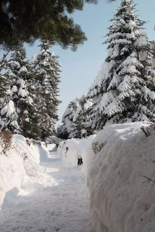 大雪压青松,青松挺且直.这句诗是谁