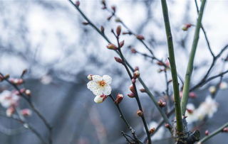 凌冬之刃，凌冬雪