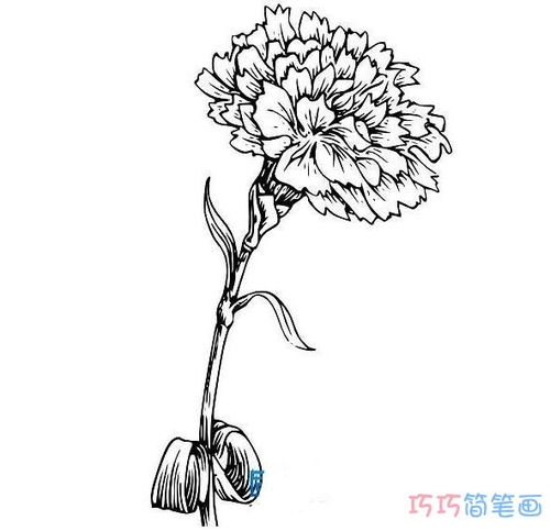 康乃馨怎么画简笔画又漂亮