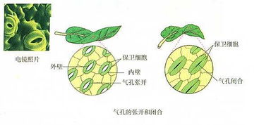 蒸腾作用的公式，蒸腾作用对植物的意义