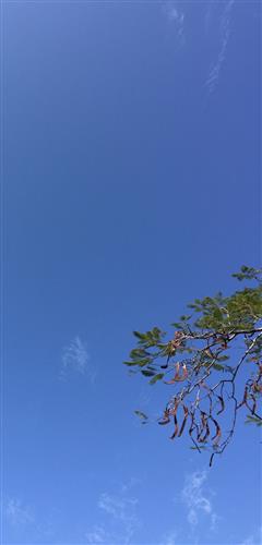 子欲养而不待 树欲静而风不止的意思，树欲静而风不止的意思,子欲养而亲不待的意思