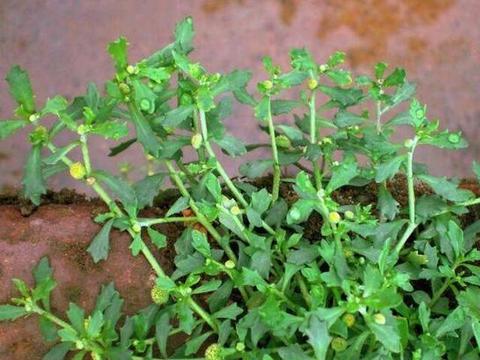石胡荽图片功效作用，石胡荽长什么样