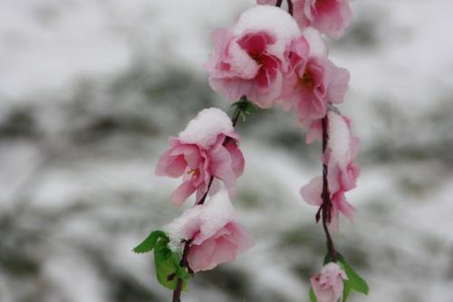 白桦满身的什么雪绣的什么和洁白的什么，洁白的什么一年级