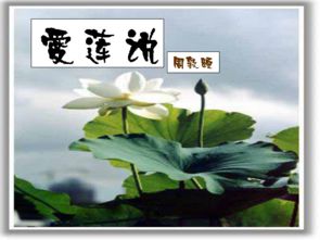 爱莲说ppt课件一等奖免费，爱莲说ppt课件百度网盘
