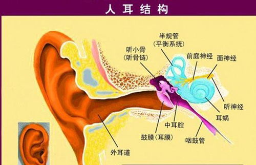 耳朵分为哪几部分?