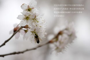 樱花的眼泪阿兰mp3，樱花的眼泪是什么意思