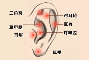 耳朵构造图解及作用，耳朵构造图片大全大图