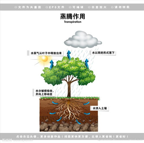 蒸腾作用的意义