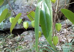 “芳蕊经时雪里开”是什么意思?