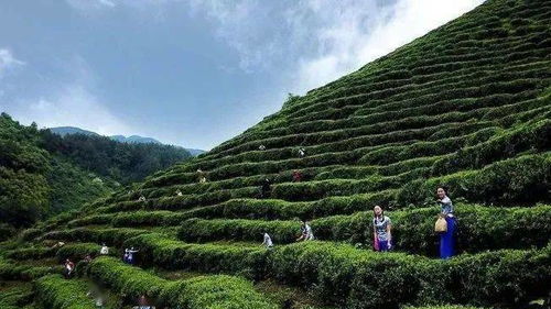 茆的意思