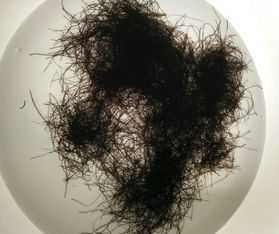 地毛虫草的功效图片，地毛虫草功效与作用