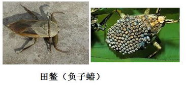昆虫学专业大学排名，昆虫学家周尧