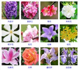 木槿花拼音