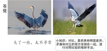 白鹭课文生硬的意思，白鹭一文中生硬的意思