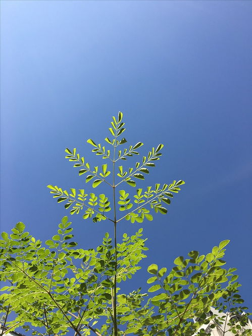 阳光明媚的意思是什么?